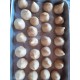 Coxinhas de frango (dúzia)