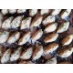 Bolinhos de bacalhau c/Azeitona (dúzia)