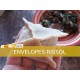 Envelopes de Rissol